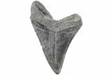 Fossil Megalodon Tooth - South Carolina #203119-1